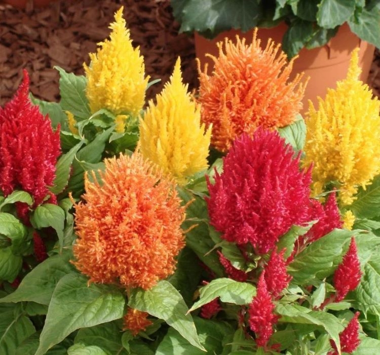 HOROZ İBİĞİ PÜSKÜL ( ÇOKLU TOHUM ) - 200 Tohum - KARIŞIK Renk - Görsel 2