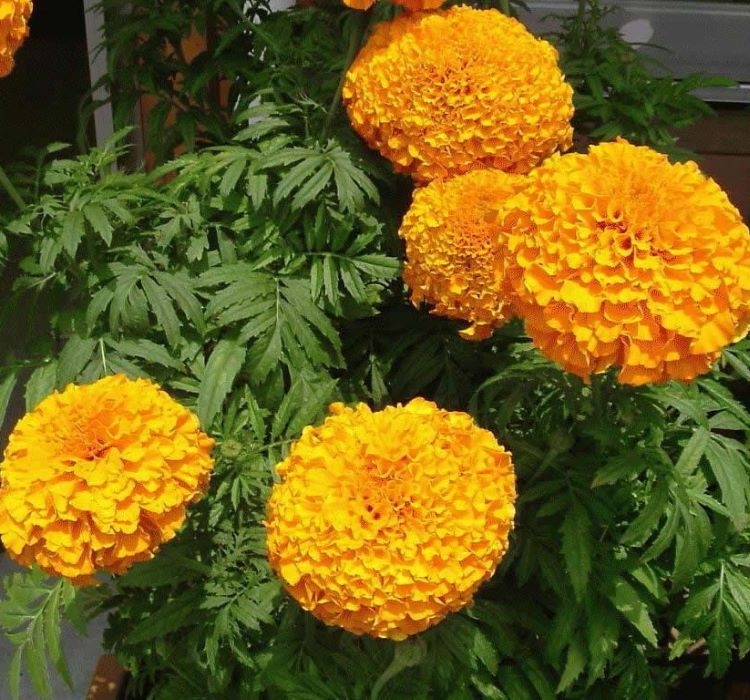 KADİFE İRİ KAFA ( ÇOKLU TOHUM ) - 75 Tohum - KARIŞIK Renk - Görsel 2