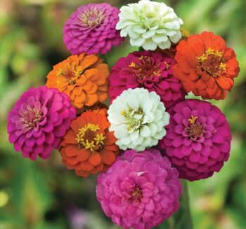 Alternative view of KİRLİ HANIM ZİNNİA ( ÇOKLU TOHUM ) - 200 Tohum - KARIŞIK Renk