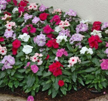 Alternative view of ROZET ÇİÇEĞİ ( ÇOKLU TOHUM ) - 100 Tohum - KARIŞIK Renk