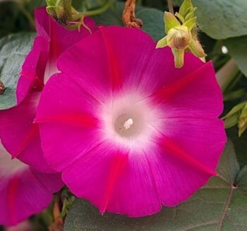 Alternative view of SARMAŞIK ( ÇOKLU TOHUM ) - 50 Tohum - KIRMIZI Renk