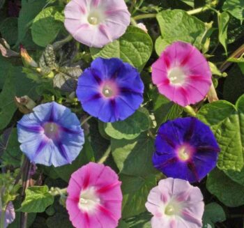 Alternative view of SARMAŞIK ( ÇOKLU TOHUM ) - 50 Tohum - KARIŞIK Renk