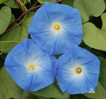 SARMAŞIK ( ÇOKLU TOHUM ) - 50 Tohum - MAVİ Renk