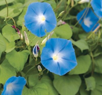 Alternative view of SARMAŞIK ( ÇOKLU TOHUM ) - 50 Tohum - MAVİ Renk