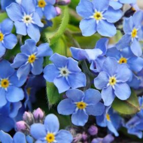 UNUTMA BENİ ( ÇOKLU TOHUM ) - 300 Tohum - KARIŞIK Renk