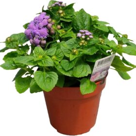 VAPUR DUMANI ( ÇOKLU TOHUM ) - 150 Tohum - KARIŞIK Renk