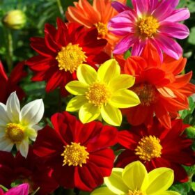 YILDIZ ÇİÇEĞİ ( ÇOKLU TOHUM ) - 100 Tohum - KARIŞIK Renk